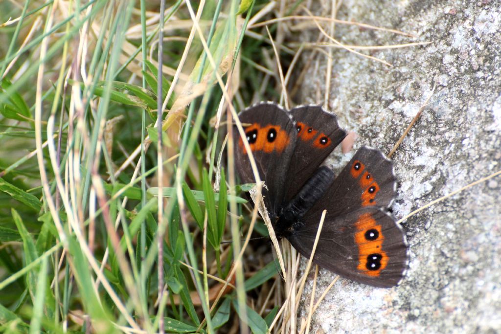 Erebia meolans?